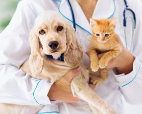 taking-care-pets-diabetes